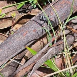 Tachysphex sp. (genus) at Namadgi National Park - 3 Dec 2023 10:50 AM