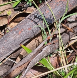 Tachysphex sp. (genus) at Namadgi National Park - 3 Dec 2023 10:50 AM