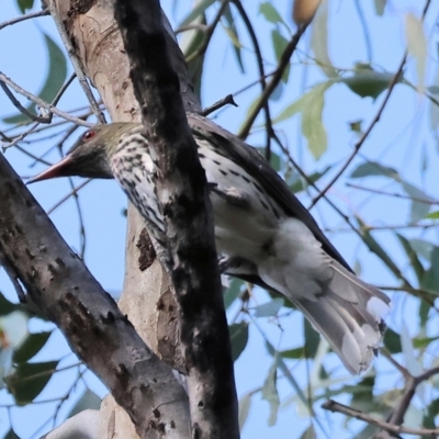 Oriolus sagittatus (Olive-backed Oriole) at Wonga Wetlands - 1 Dec 2023 by KylieWaldon