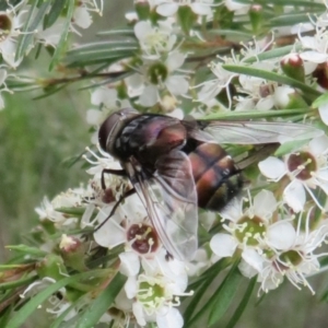 Rutilia (Donovanius) sp. (genus & subgenus) at Block 402 - 2 Dec 2023