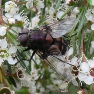 Rutilia (Donovanius) sp. (genus & subgenus) at Block 402 - 2 Dec 2023