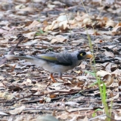 Manorina melanocephala (Noisy Miner) at Wonga Wetlands - 2 Dec 2023 by KylieWaldon