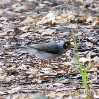 Manorina melanocephala (Noisy Miner) at Wonga Wetlands - 1 Dec 2023 by KylieWaldon