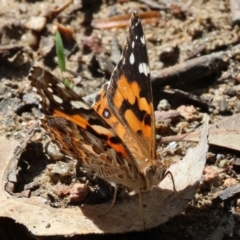 Vanessa kershawi (Australian Painted Lady) at Wonga Wetlands - 1 Dec 2023 by KylieWaldon