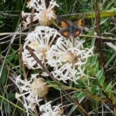 Paralucia aurifera (Bright Copper) at Tennent, ACT - 2 Dec 2023 by pixelnips