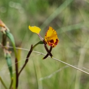 Diuris semilunulata at Namadgi National Park - suppressed