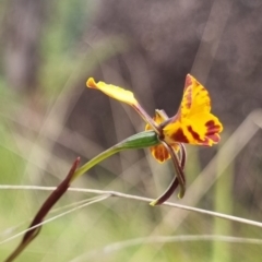 Diuris semilunulata at Namadgi National Park - suppressed