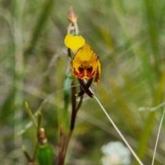 Diuris semilunulata at Namadgi National Park - suppressed