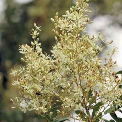 Bursaria spinosa (Native Blackthorn, Sweet Bursaria) at Wonga Wetlands - 1 Dec 2023 by KylieWaldon