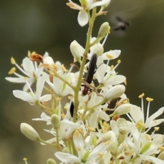 Syllitus rectus (Longhorn beetle) at Wonga Wetlands - 1 Dec 2023 by KylieWaldon