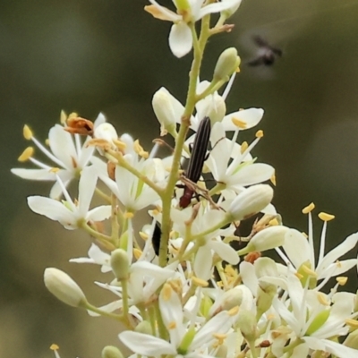 Syllitus rectus (Longhorn beetle) at Wonga Wetlands - 2 Dec 2023 by KylieWaldon
