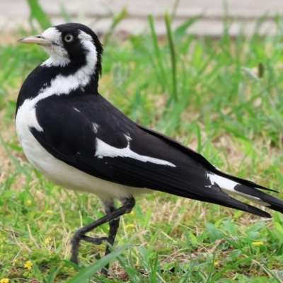 Grallina cyanoleuca (Magpie-lark) at Wodonga - 30 Nov 2023 by KylieWaldon