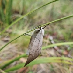 Gastrophora henricaria (Fallen-bark Looper, Beautiful Leaf Moth) at Namadgi National Park - 3 Dec 2023 by pixelnips