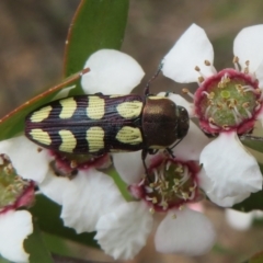 Castiarina decemmaculata (Ten-spot Jewel Beetle) at Block 402 - 2 Dec 2023 by Christine