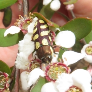 Castiarina decemmaculata at Block 402 - 2 Dec 2023