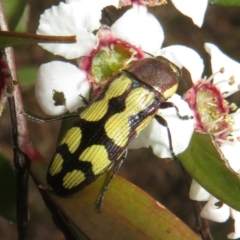 Castiarina decemmaculata at Block 402 - 2 Dec 2023