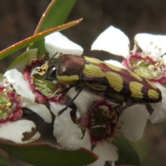 Castiarina decemmaculata at Block 402 - 2 Dec 2023