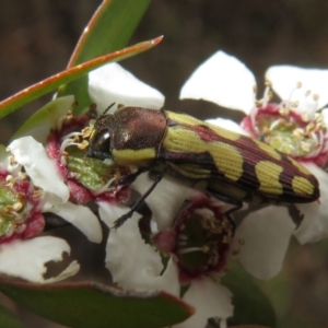 Castiarina decemmaculata at Block 402 - 2 Dec 2023