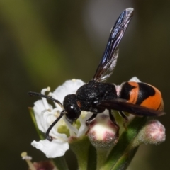 Eumeninae (subfamily) (Unidentified Potter wasp) at Mount Jerrabomberra - 3 Dec 2023 by DianneClarke