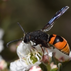 Eumeninae (subfamily) at Mount Jerrabomberra - 3 Dec 2023