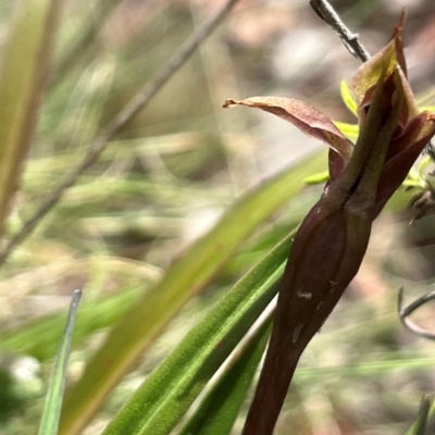 Chiloglottis sp. (A Bird/Wasp Orchid) at Uriarra, NSW - 3 Dec 2023 by dgb900