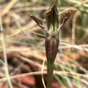 Chiloglottis sp. at Brindabella National Park - suppressed