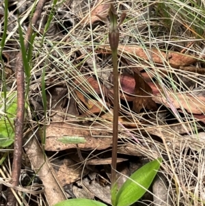 Chiloglottis sp. at Brindabella National Park - suppressed