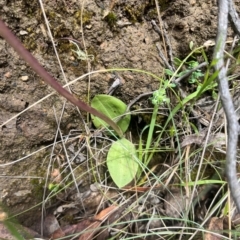 Chiloglottis sp. at Brindabella National Park - suppressed