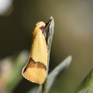 Coesyra phaeozona at Mount Jerrabomberra - 3 Dec 2023