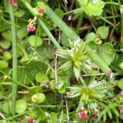 Juncus fockei (A Rush) at Gibraltar Pines - 2 Dec 2023 by JaneR