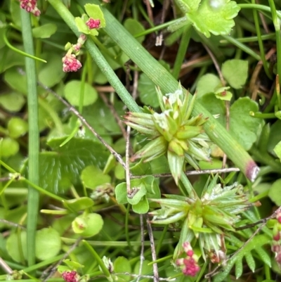 Juncus fockei (A Rush) at Gibraltar Pines - 2 Dec 2023 by JaneR