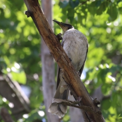 Philemon corniculatus (Noisy Friarbird) at Point Hut to Tharwa - 3 Dec 2023 by RodDeb