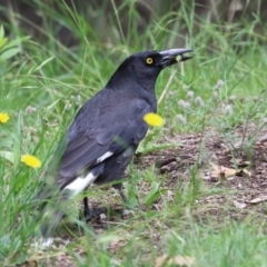 Strepera graculina (Pied Currawong) at Point Hut to Tharwa - 3 Dec 2023 by RodDeb