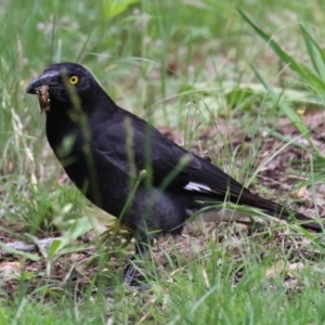 Strepera graculina at Point Hut to Tharwa - 3 Dec 2023