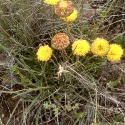 Rutidosis leiolepis (Monaro Golden Daisy) at Cooma, NSW - 3 Dec 2023 by mahargiani