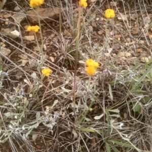 Chrysocephalum apiculatum at Cooma Grasslands Reserves - 3 Dec 2023