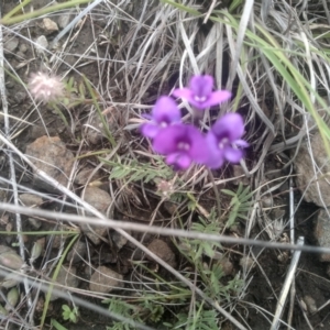 Swainsona sericea at Cooma Grasslands Reserves - 3 Dec 2023