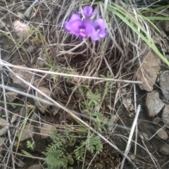 Swainsona sericea at Cooma Grasslands Reserves - 3 Dec 2023