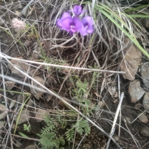 Swainsona sericea at Cooma Grasslands Reserves - 3 Dec 2023 01:17 PM