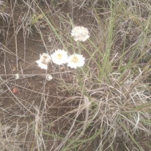 Leucochrysum albicans subsp. tricolor at Cooma Grasslands Reserves - 3 Dec 2023 01:18 PM