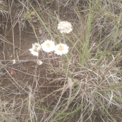 Leucochrysum albicans subsp. tricolor (Hoary Sunray) at Cooma Grasslands Reserves - 3 Dec 2023 by mahargiani