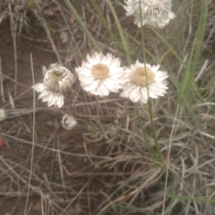 Leucochrysum albicans subsp. tricolor at Cooma Grasslands Reserves - 3 Dec 2023 01:18 PM