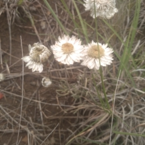 Leucochrysum albicans subsp. tricolor at Cooma Grasslands Reserves - 3 Dec 2023 01:18 PM