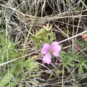 Geranium retrorsum at Cooma Grasslands Reserves - 3 Dec 2023