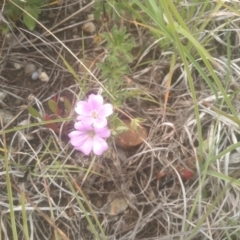 Geranium retrorsum at Cooma Grasslands Reserves - 3 Dec 2023