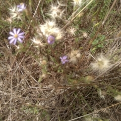 Vittadinia cuneata (Fuzzweed, New Holland Daisy) at Cooma, NSW - 3 Dec 2023 by mahargiani