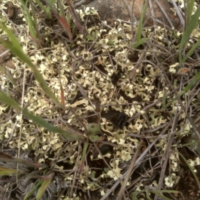 Xanthoparmelia semiviridis at Cooma Grasslands Reserves - 3 Dec 2023 by mahargiani