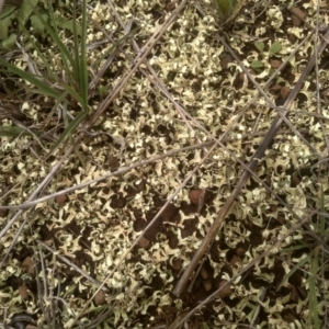 Xanthoparmelia semiviridis at Cooma Grasslands Reserves - 3 Dec 2023