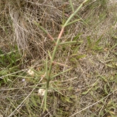 Discaria pubescens (Australian Anchor Plant) at Cooma Grasslands Reserves - 3 Dec 2023 by mahargiani