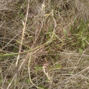 Discaria pubescens at Cooma Grasslands Reserves - 3 Dec 2023